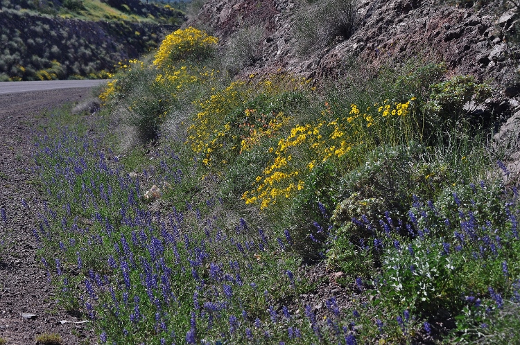 wildflowers